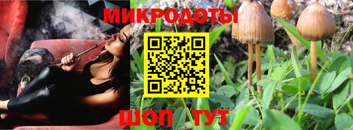 Псилоцибиновые грибы Psilocybe Каменка
